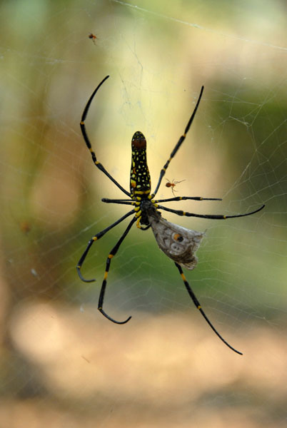 Spider, National Ethnic Cultural Park