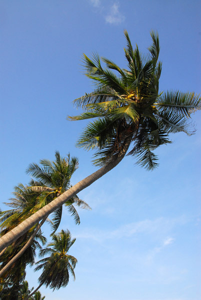 Coconut Palm, Koh Samui