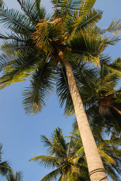 Thong Krut, Koh Samui