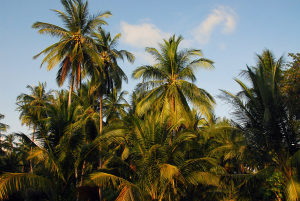 Coconut Palms, Koh Samui