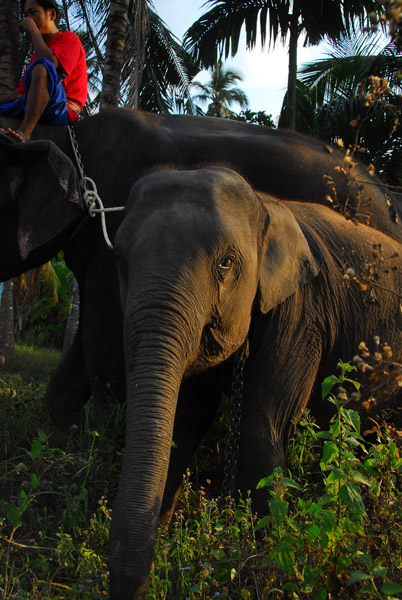 Baby elephant, Namuang