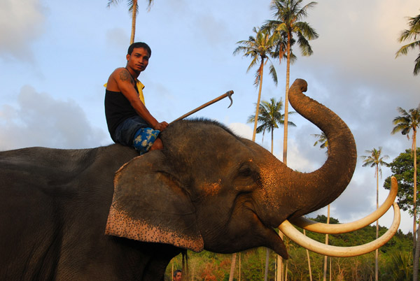 Mahout with his posing elephant, Namuang, Koh Samui
