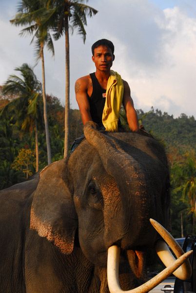 Mahout and elephant, Namuang, Koh Samui