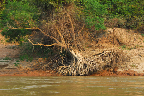 It looks like the river bank washed away leaving roots exposed