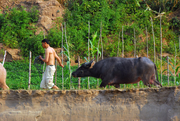 Man leading a water buffalo along the Mekong