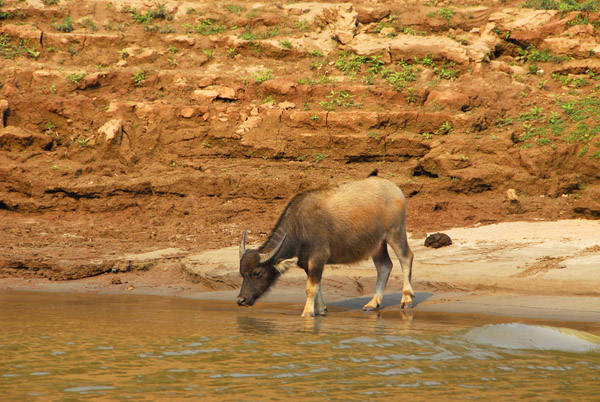 A water buffalo drinking from the river