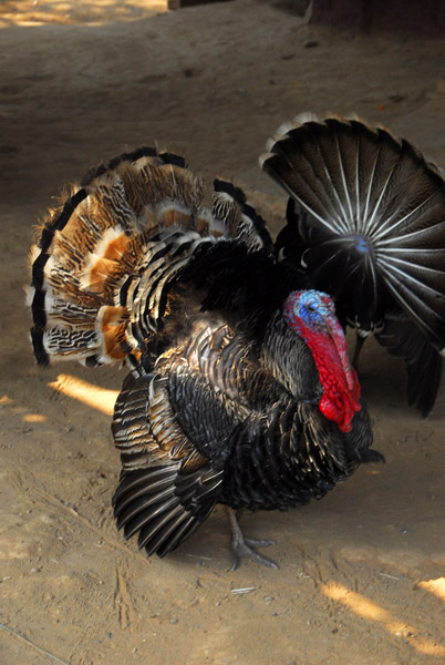 Turkey displaying his fan