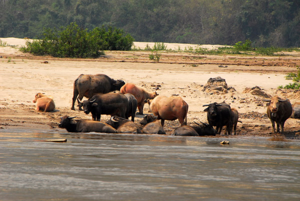 Water buffalo on the banks of the Mekong