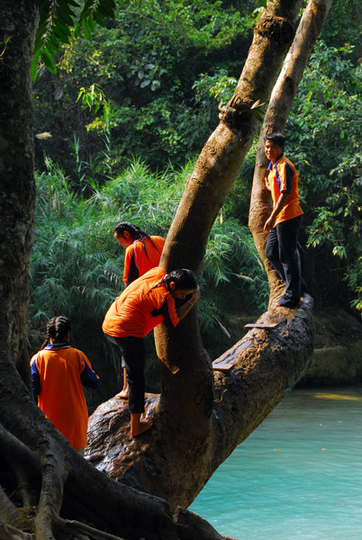 The tree with the rope swing