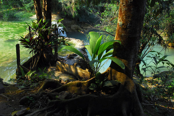 Jungle vegetation along the river at Koungxi, Laos