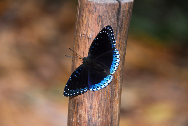 Butterfly, Kuang Si