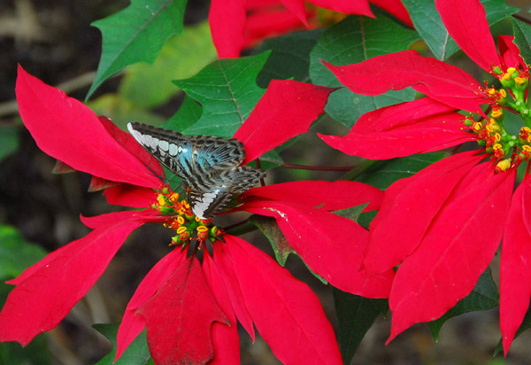 Butterfly on what looks (to me) like a poinsettia
