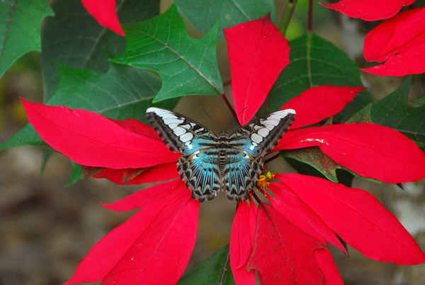 Butterfly on a big red flower