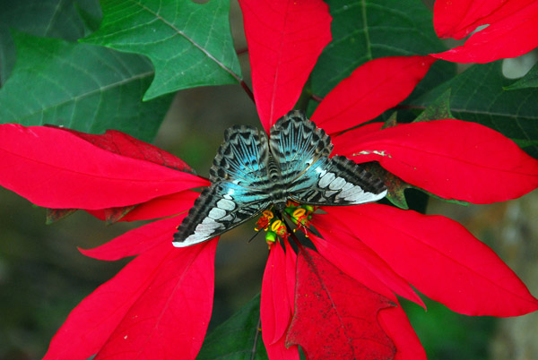 Butterfly and big red flower, Kuang Si, Laos