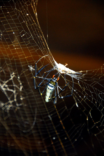 Spider, Kouangxi