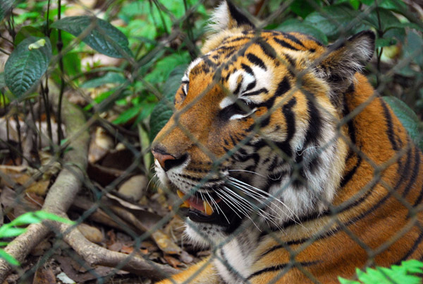 Tiger, Kouangxi