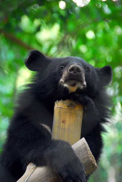 Asiatic Black Bear