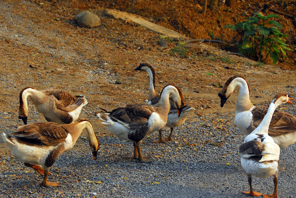 Domesticated geese, Ban Thapene