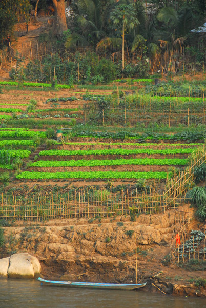 Crops growing along the Nam Khan