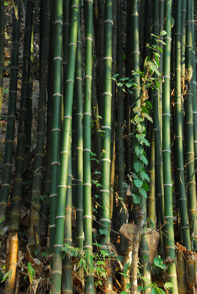 Bamboo on the side of Phousi Hill
