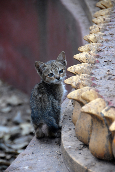 Kitten, Wat That Luang Neua