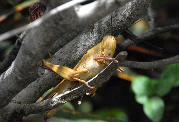 Giant grasshopper, Seminyak