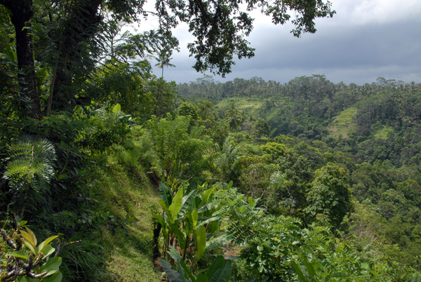 Lush landscape of the Ayung River valley, Bali