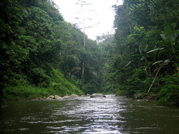 The Ayung River passes through a deep, lush green valley
