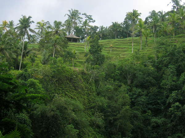 Terraced fields high above the Ayung River near Ubud