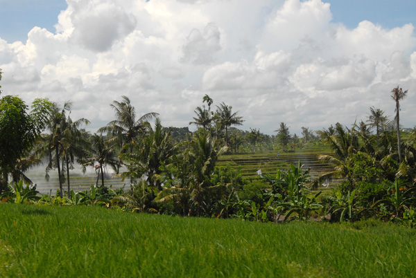 South Bali rice fields and palm trees