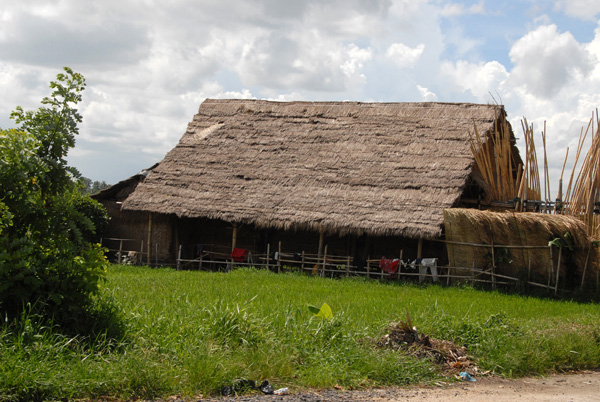 Thatched roof house and rice fields