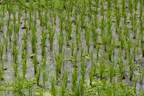 Flooded rice fields, South Bali