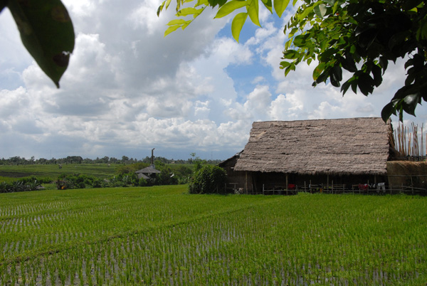 Rice fields and thatched house, South Bali