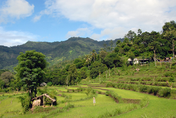 Terraced fields around Culik, NE Bali