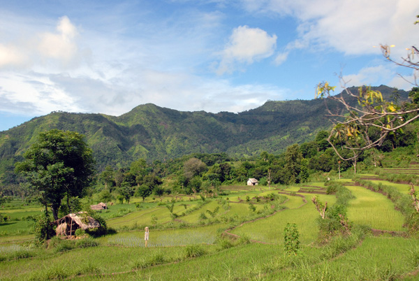 Terraced fields around Culik, NE Bali