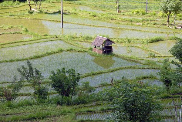 Flooded rice paddies, NE Bali