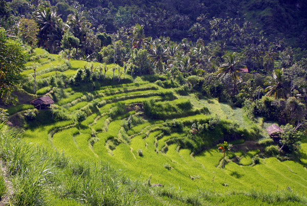 Terraced fields between Culik and Abang, NE Bali