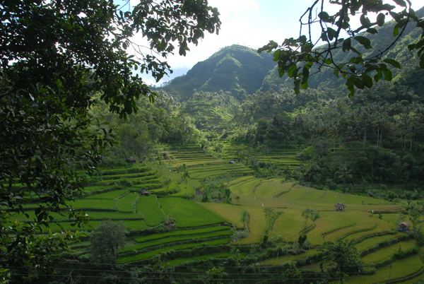 Terraced fields, NE Bali