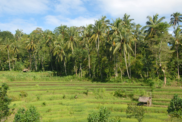 Terraced fields and palms, NE Bali