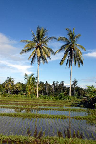 Flooded rice paddies with two palms, Bali