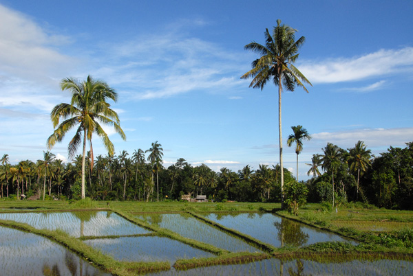Flooded rice paddies with two palms, Bali