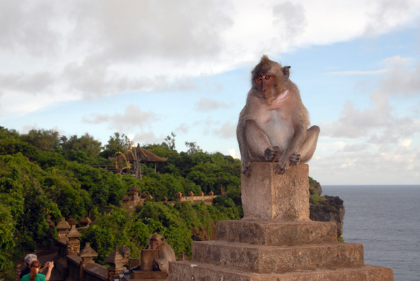 Monkey at Ulu Watu Temple, Bukit Peninsula, Bali