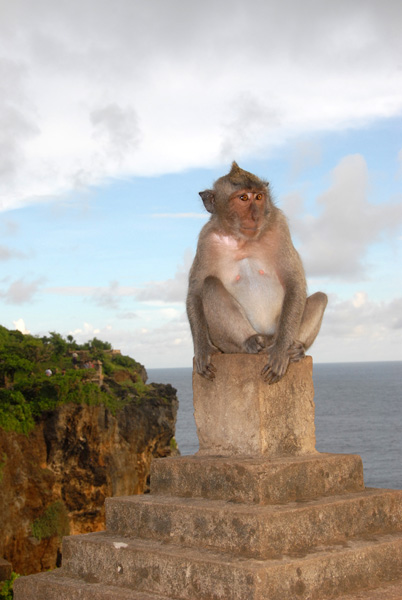 Long-tailed Balinese macaque