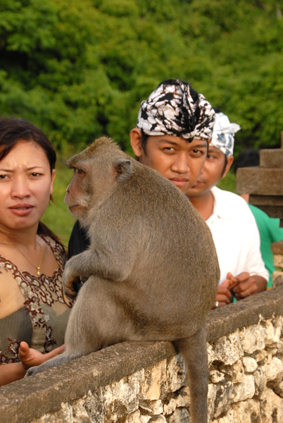 I wonder if the locals are in cahoots with the monkeys...