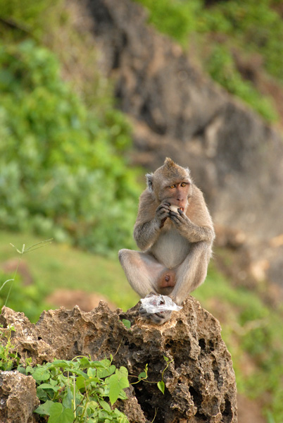Monkey, Ulu Watu Temple, Bali