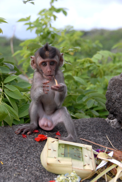 Baby monkey digging in to a sacred offering tray