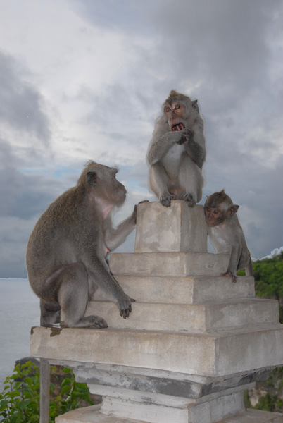 Monkeys, Ulu Watu