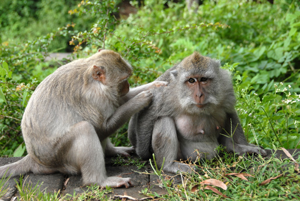 Monkeys grooming, Ulu Watu