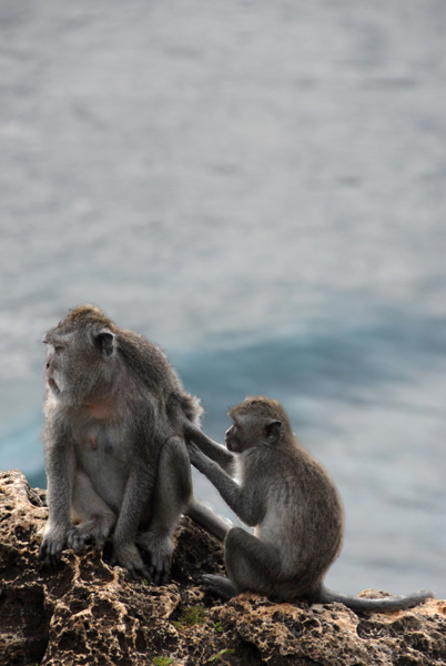 Monkeys at Ulu Watu grooming