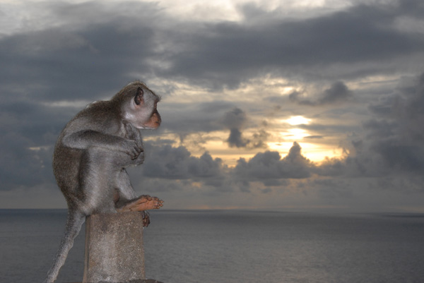 Monkey on a post with sunset at Ulu Watu